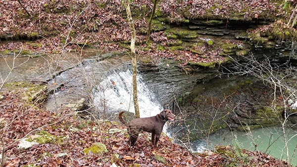 Creekside hike to Brushy Grotto Falls